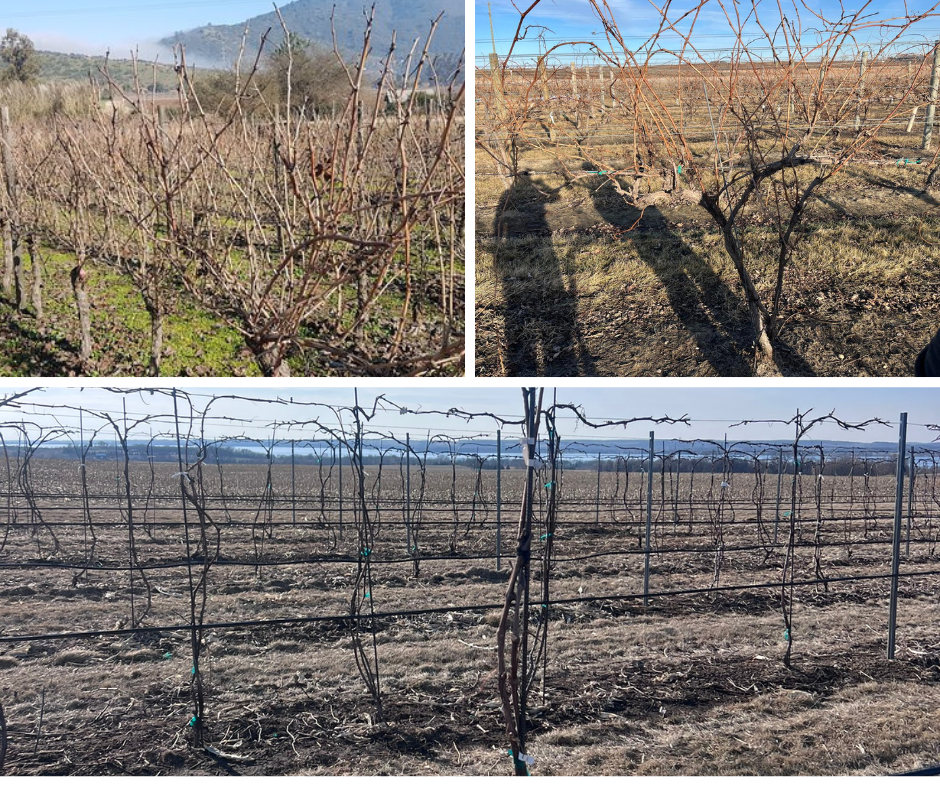 Pruning and Tying in the Vineyard - The Silent Beginning of Wine
