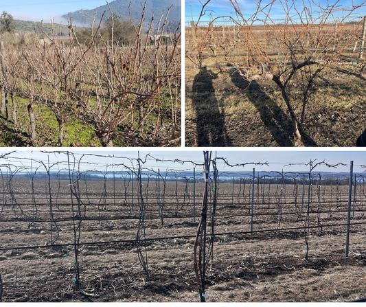Pruning and Tying in the Vineyard - The Silent Beginning of Wine