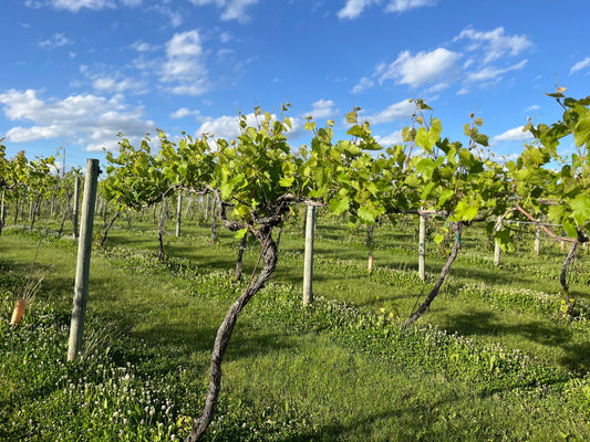 Terroir in Minnesota "A New Horizon for Viticulture"